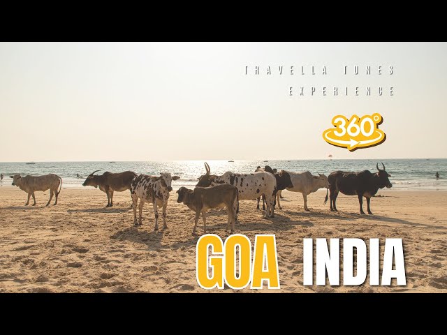 Cow-tastic Coastlines: India's Sacred Herds Taking Over the Beaches!