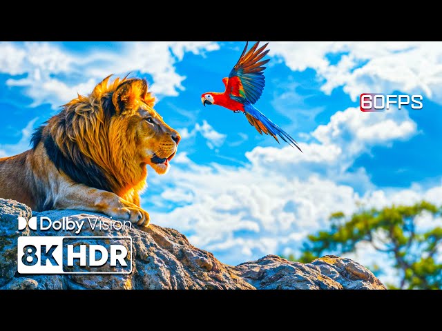 Wonders of Nature in 8K HDR | Dolby Vision™