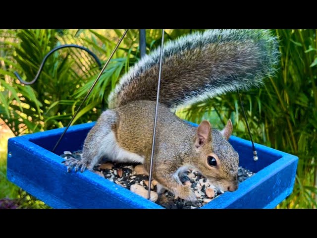 Squirrels and Birds for Dogs to Watch | Funny Animals Videos