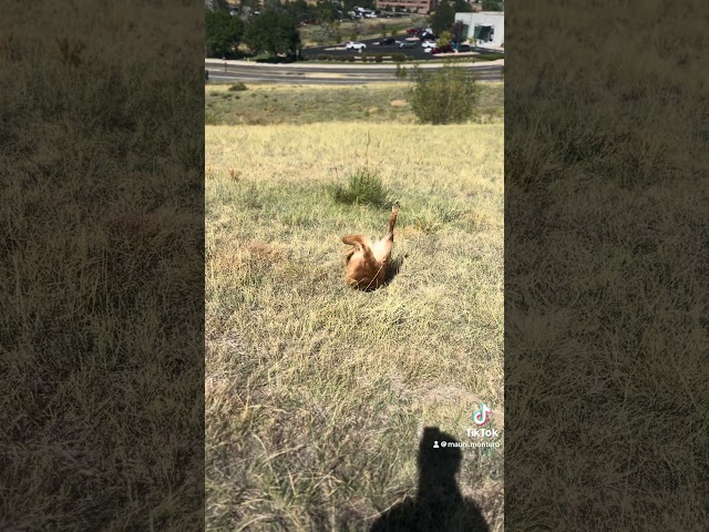 A Happy Guy! 😂🐾🦮 #foryou #goldenretriever #fyp #trending #youtubeshorts #capcut #dogtraining