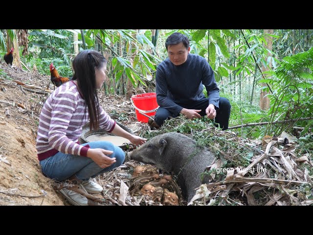 Robert was sick, Hong found a wild sow giving birth in the forest. Green forest life