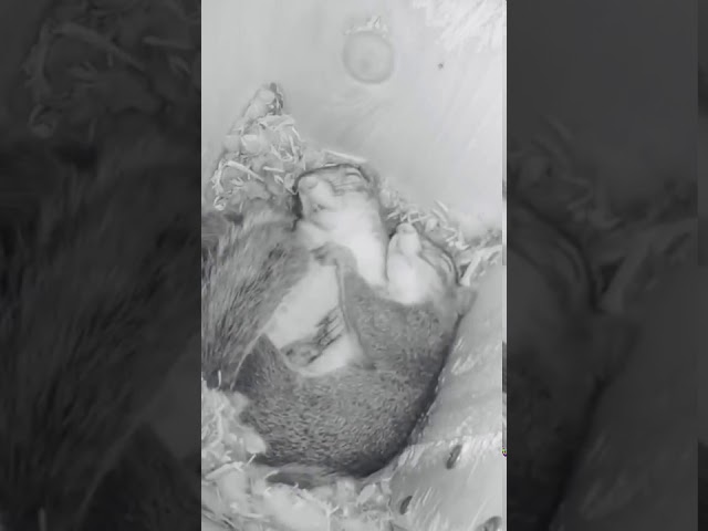 Viral cute squirrels sleeping | Viral animals 2020 | Cute videos for nostalgia