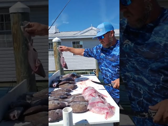 Clearwater Beach Spring Break Live Fish Cleaning!