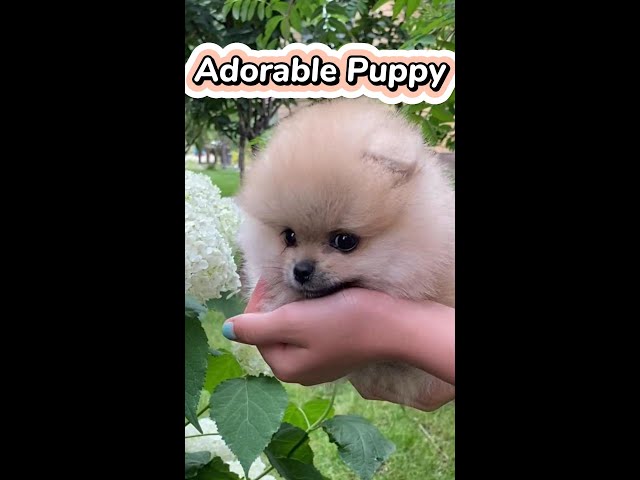 Adorable Puppy Moments I Cute Pets Video