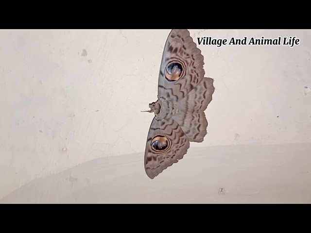 Big Butterfly For Decoration. Village And Animal Life.