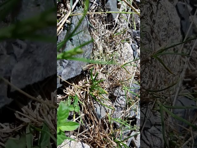 Botschaft von Meister Maku aus dem TAO🕉 Lichtvolle Impulse aus dem Tierreich🦗