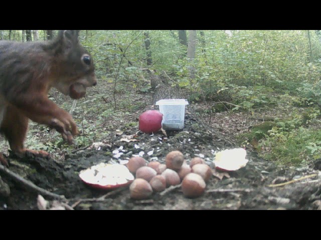 Fütterung im Wald Part 3