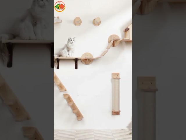 Cat Climbing Shelf https://s.click.aliexpress.com/e/_olHhmIJ#online #chandnimart #aliexpress #shorts