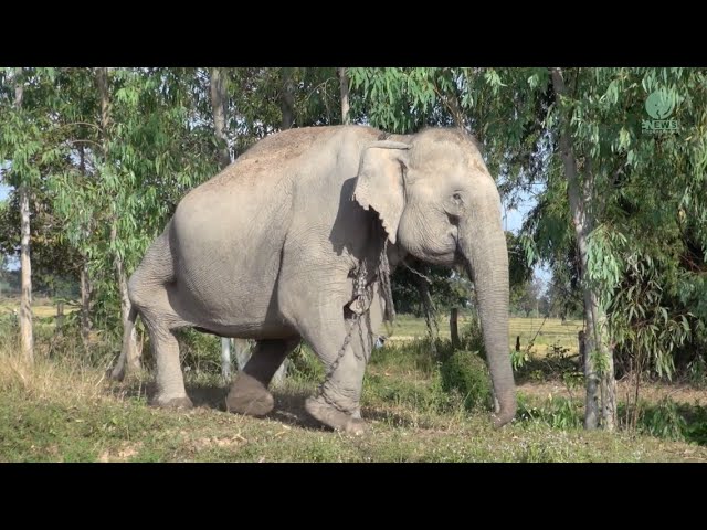 An Elephant Who Barely Walk, "Daothong" She Now Runs Happily - ElephantNews