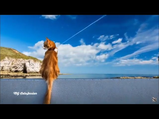 Beautiful Cute Cats Video With Relaxing Music To Calm The Heart