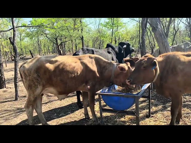 "Unlocking Agri Potential & Perfecting Cattle Care at Mhondoro-Ngezi Farm!"