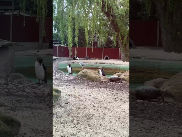 Penguins in London zoo 🇬🇧 . #london #penguin #shortvideos #shortsviral #shorts #funny #video