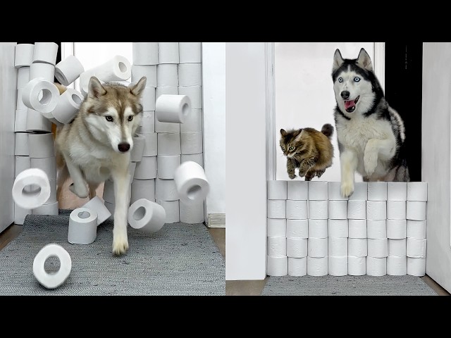 Husky and Cat Team Up to Destroy a Toilet Paper Wall Challenge! Funny Dog video