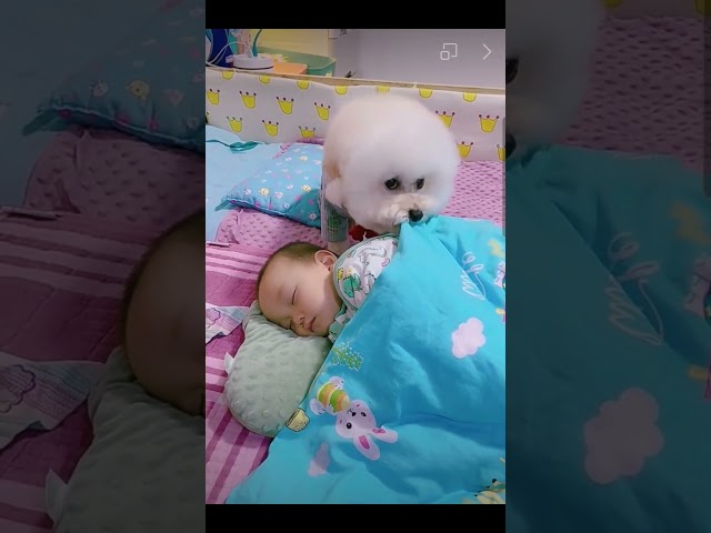 🐕🐕❤️❤️Most heartwarming & touching~ Cute Dog Takes Care Of Cute Baby😘😘