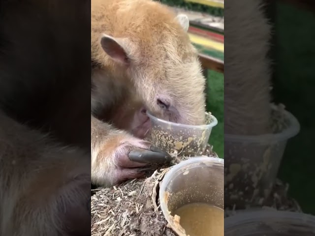 Why Anteaters Are Way Cooler Than You Think #animals #shortvideo  #funfacts