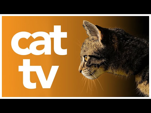 Relax My Cat TV: Cat Enrichment Aid | Animals and Bird Video for Cats to Watch 📺