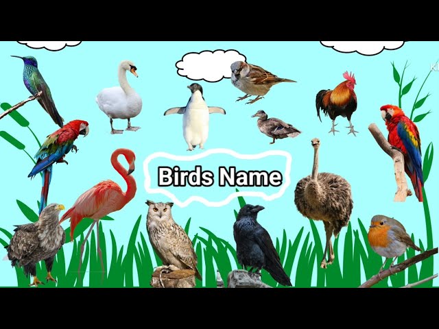 Birds Name | 20 Plus Birds Name | Birds Name in English | Birds Name with Spelling