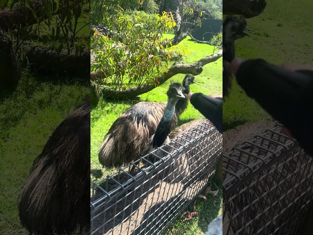 Touching an Emu for the First Time! 🐦 | A Fascinating Encounter #adventurevlog #travel #wildlife