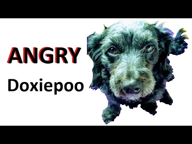 Angry Doxiepoo