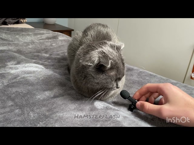 Katzen ASMR👍❤️