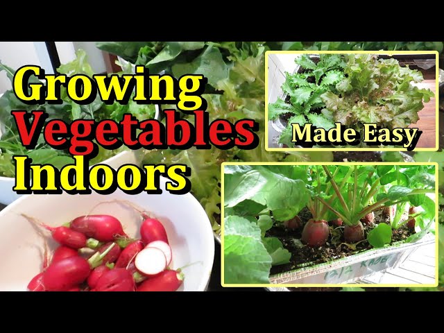 How to Grow & Harvest Vegetables Indoors with Growth Examples (Radishes, Leafy Greens, Peas)