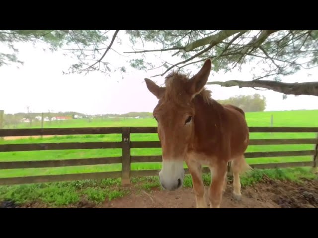 Meet Mules El Guapo and Ginger at Gentle Giants Draft Horse Rescue 3D 180 VR