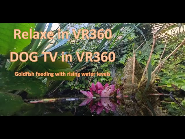 Relax TV: Calming 360° Videos for Dogs | Relax TV: Beruhigende 360°-Videos für Hunde "Unser Goldhof"