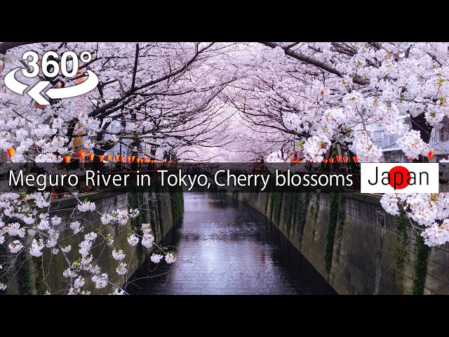 【Japan-360° video】Meguro River in Tokyo, Cherry blossoms viewing 桜(Sakura) 【5K VR】