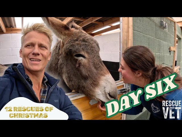 Malnourished giant donkey given shelter for the first time | DAY 6: 12 RESCUES OF CHRISTMAS