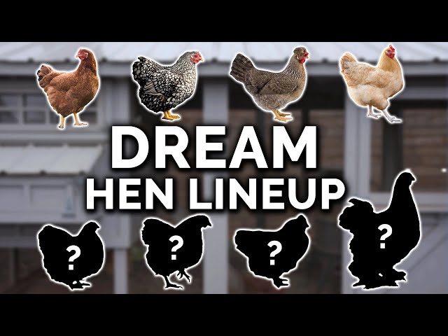 Best Chicken Breeds For Beginners (And My Flock Expansion!)