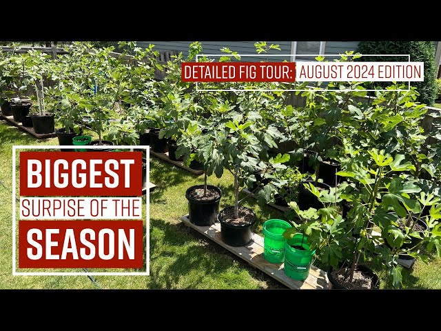 BIGGEST SURPRISE of the season // Detailed FIG Tour: August 2024 Edition // #fig #organicgardening