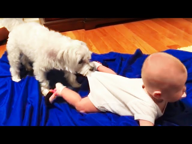 Funny Babies Playing with Dogs Compilation - Funny Baby and Pets || Cool Peachy