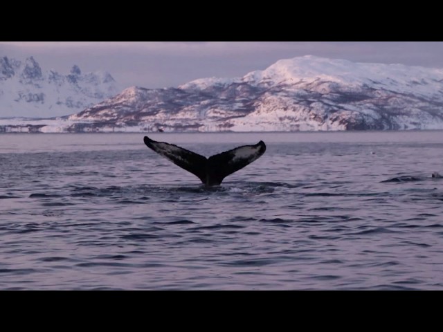 Whale safari in northern Norway with NORD Ekspedisjon 27th december 2019