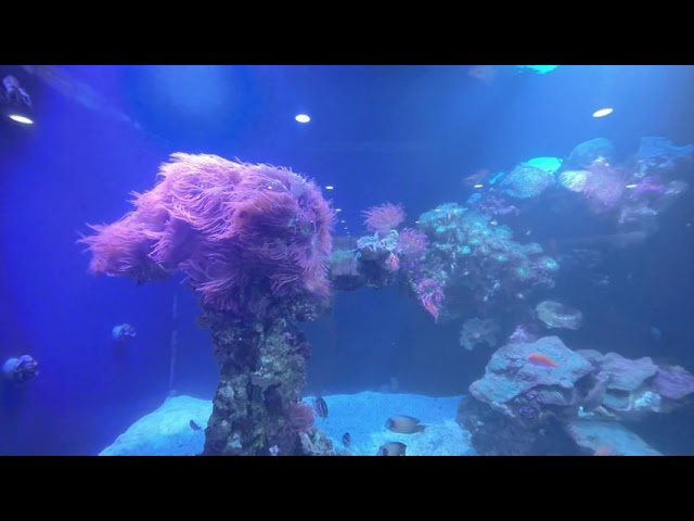 salt water aquariums at Dallas World Aquarium