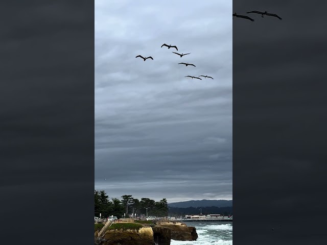 Pelicans in Flight on a Stormy Day  #pelicans #santacruz #montereybay