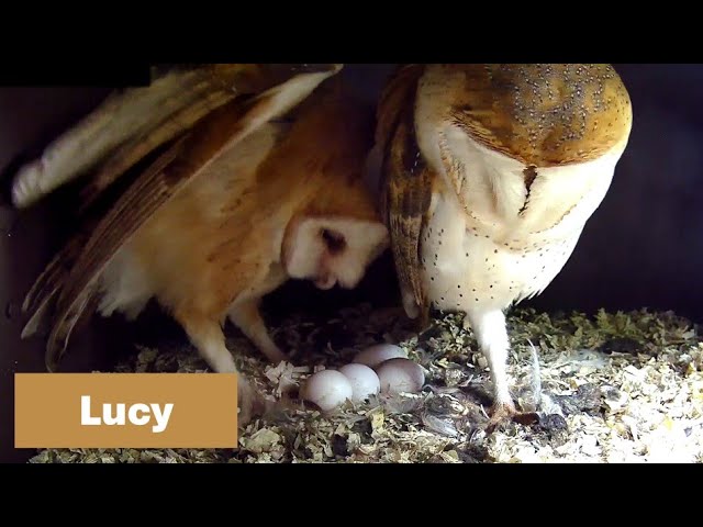 🔴 Live 24/7 - The Barn Owls are busy throughout the night.  Welcome new Subscribers.  Box 2 of 2