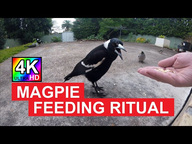 Magpie Feeding Ritual: The Amazing Truth Behind the Wait | Fascinating Bird Behavior [4K UHD]