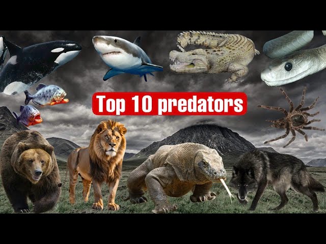 Top 10 most dangerous predators #animal  #top10  #shorts #movieanimals