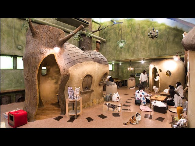 A cat café like a fairyland - Temari no Ouchi