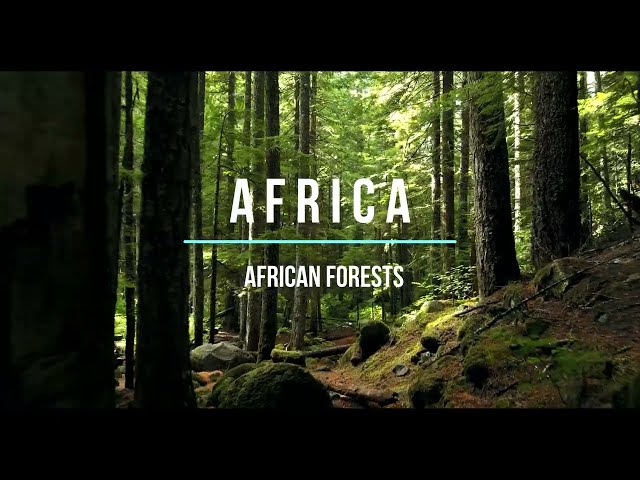 African Forests - Overcome Stress Through Relaxing Music with AFRICAN FORESTS