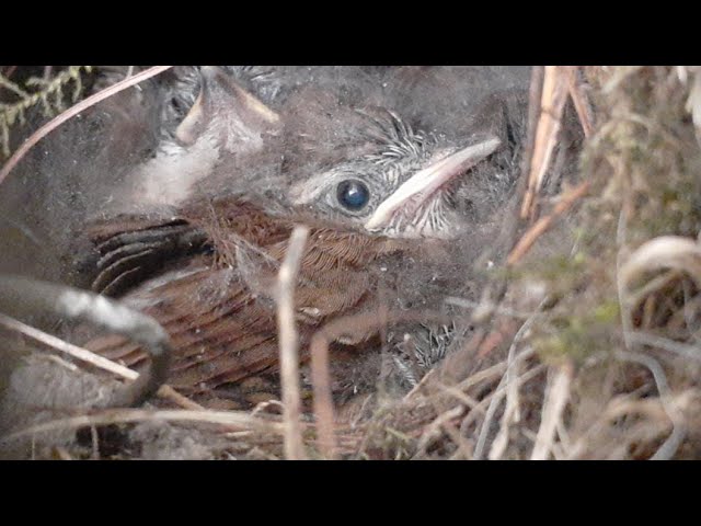 Carolina Wren Nest With Babies LIVE