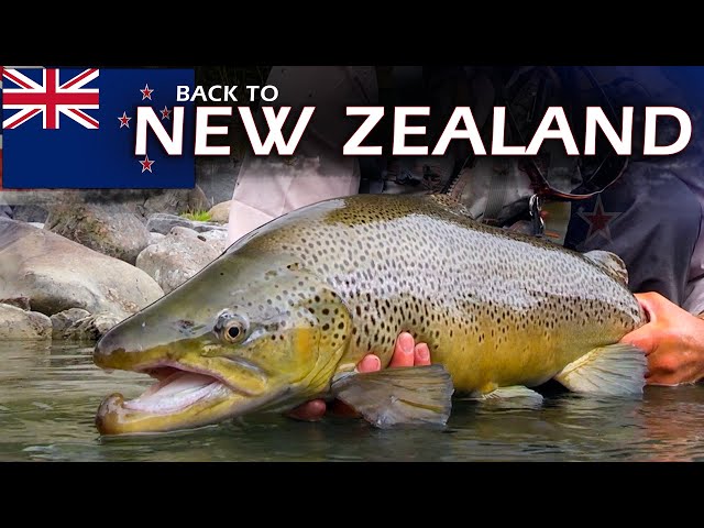 New Zealand Fly Fishing: Brown Trout On Crystal Clear Rivers