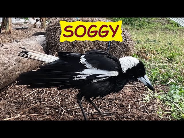 Magpies getting feeds and her collecting for chicks - she had a bath - Australian birds