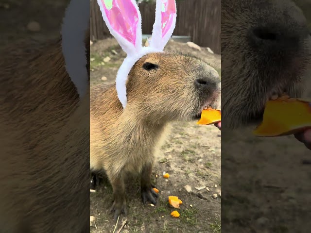 Capybara’s Food Review: 10/10, would munch again. 😋🎃 #animals #cute #capybara #adorable #babyanimals