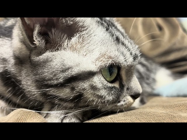 [Cats ASMR] 95 minute video - Purr sounds of a sleepy looking cat.