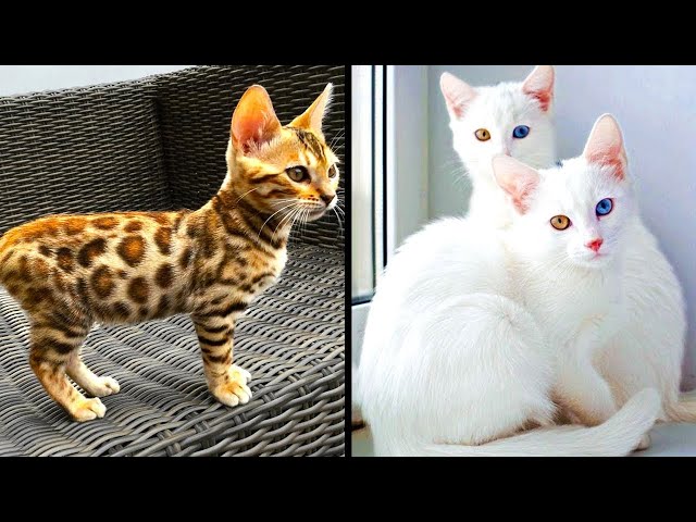 Rarest Cats That Exist