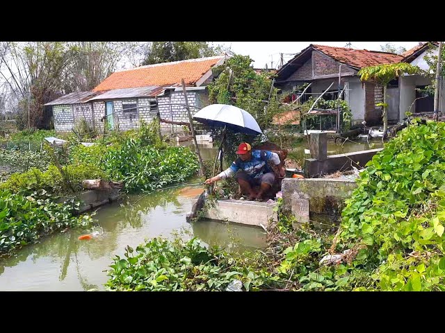 Belakang kampung banjir! Ikan mas liar melimpah gak ada yang mancing