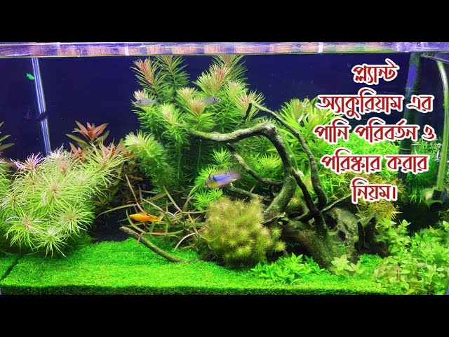 How to Clean, Water Change Planted Aquarium ™ Easy way to Clean plants aquarium tank