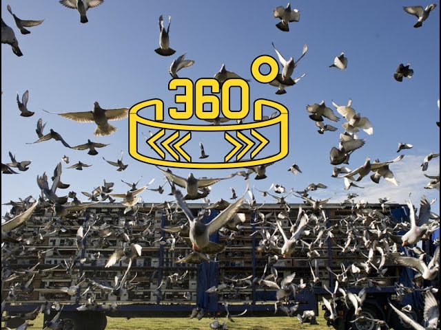 360 WION : Pigeon auction in Turkey