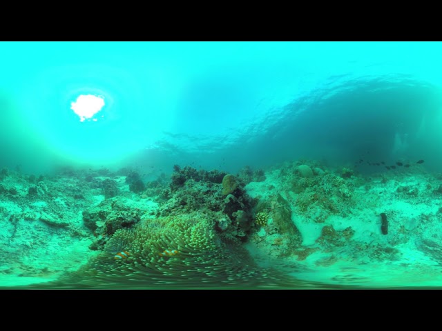 Shooting 360-Degree Underwater Video: Example 3